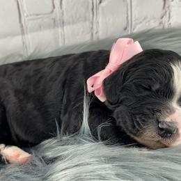 American Eskimo Dog and Bernedoodle Puppies from Shadow Kennels