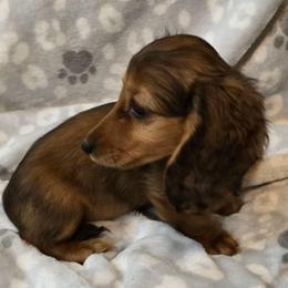 LuLu - Red female Dachshund puppy in Tonopah, Arizona from Desert Diamond Dachshunds