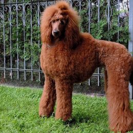 Poodles from Darlas Dark Red Standard Poodles