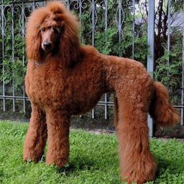 Poodles from Darlas Dark Red Standard Poodles