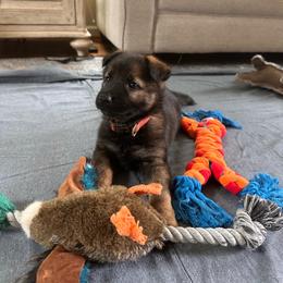 Atena - Sable female German Shepherd puppy in Moore, South Carolina from Von Zorhaus