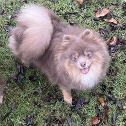 Gemma - Pomeranian