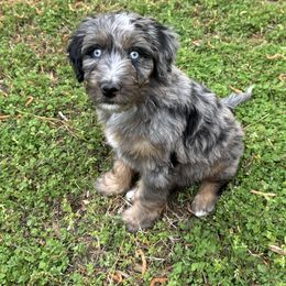 Aussiedoodle Puppies from Whiskey River Doodles