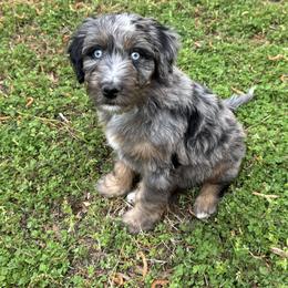 Aussiedoodle Puppies from Whiskey River Doodles