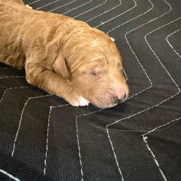 Green Collar - Red  male Goldendoodle puppy in Winchester, Tennessee from Mahaffey’s Doodles