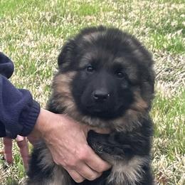 Pink collar - Black and red female German Shepherd puppy in Pana, Illinois from von Fenja German Shepherd Dogs