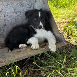Blacky - Black male Border Collie puppy in Santa Rosa, California from Corona Ranch Collies