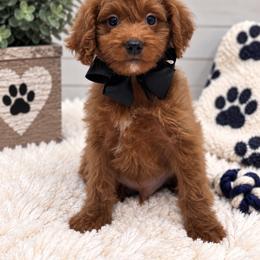 Black boy - Red male Cavapoo puppy in Waskom, Texas from Pearls & Curls doodles & poodles