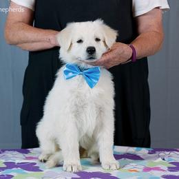 Berger Blanc Suisse Puppies from Moro Shepherds