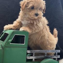 Pippa - Apricot female Maltipoo puppy in Lancaster, South Carolina from 3 Bs Havanese-PUPPIES with  PURPOSE
