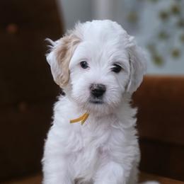 Mr. Yellow - Parti male Goldendoodle puppy in Saratoga Springs, Utah from Serene Canyon Doodles