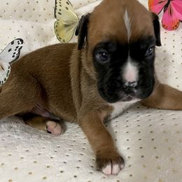 Boxers from Legacy Boxers