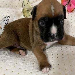 Boxers from Legacy Boxers