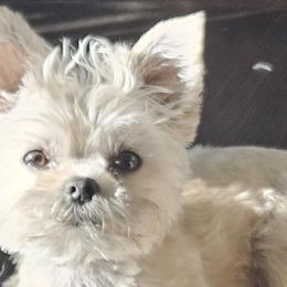 Shorkies and Yorkshire Terriers from Passion Pups TN