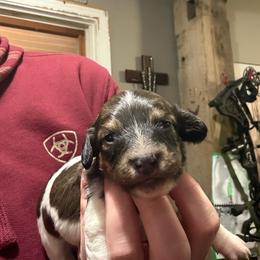 Chuck - Red male Dachshund puppy in Mount Vernon, Ohio from Double A Dachshunds