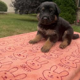 Mya - Black and tan female German Shepherd puppy in Spring Grove, Pennsylvania from Keystone Herman Shepards