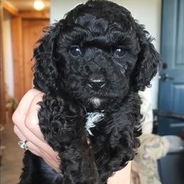 Lilac Toy Poodle Raised in Home - Black female Poodle puppy in Falcon, Missouri from Cedar House Heritage Poodles | AKC Toy & Miniature Poodle Puppies Raised in Home