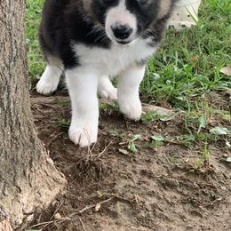 Don - Border Collie puppy in Jonesboro, Arkansas from Hampton Border Collies