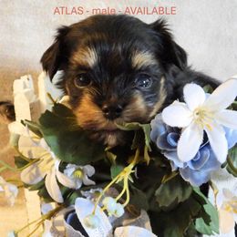 Boy 1 - Black Havanese puppy in Salt Lake City, Utah from Steal Your Heart Havanese