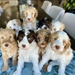 Goldendoodle puppies from Az Doodlez