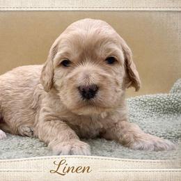 Linen - Cream female Goldendoodle puppy in Hendersonville, North Carolina from Kim's Cove Dog Co.
