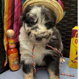 Fiesta - Blue merle female Australian Shepherd puppy in Tuftonboro, New Hampshire from Aussies Edge Farm