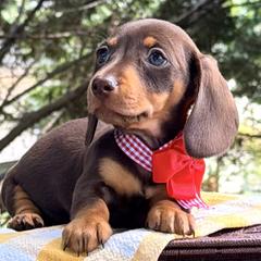 Waggles aka Penny - Chocolate and tan female Dachshund puppy in Hendersonville, North Carolina from Snarky Doxy Miniature Dachshunds