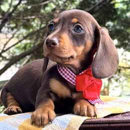 Waggles aka Penny - Chocolate and tan female Dachshund puppy in Hendersonville, North Carolina from Snarky Doxy Miniature Dachshunds
