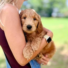 Rodeo (Orange) - Apricot male Goldendoodle puppy in Hutto, Texas from Crystal's Goldendoodles