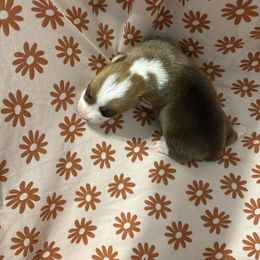 Boy 3 - Sable male Pembroke Welsh Corgi puppy in Dobson, North Carolina from Clover S Farm