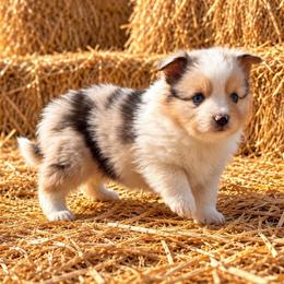 Trumpet - Blue merle male Miniature Australian Shepherd puppy in Lakeport, California from Akins Aussies/Wild Rose Ranch