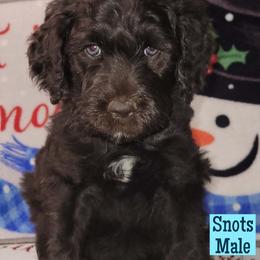 Snots - Chocolate male Assorted Doodle Crosses puppy in Beecher, Illinois from Erica’s Doodles