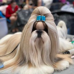 Bizuo - Shih Tzu
