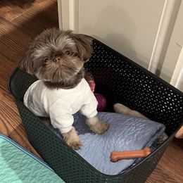 Kori - Shih Tzu