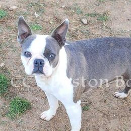 Addi - Boston Terrier