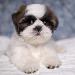 Camille - Black and white female Shih Tzu puppy in Montrose, Colorado from Nana's Happy Pups