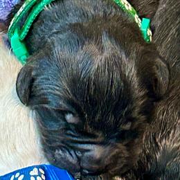Mr. Green - Black male Newfoundland puppy in Marysville, Washington from Black Lions Newfoundlands