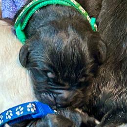 Mr. Green - Black male Newfoundland puppy in Marysville, Washington from Black Lions Newfoundlands