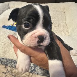 Hickory Boy 3 - Black brindle and white male Boston Terrier puppy in Brookville, Ohio from Best Friend Bostons