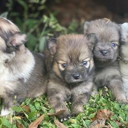Pomeranians from Pompadorable Poms