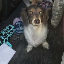Lady - Dachshund