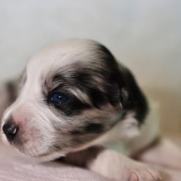 Miniature Australian Shepherd Puppies from Garay Mini Aussies
