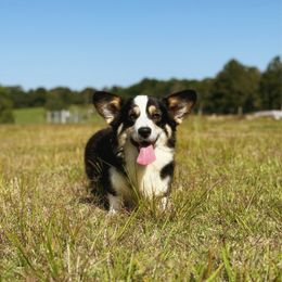 Venus - Pembroke Welsh Corgi