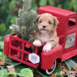 Kringle - Red male Havanese puppy in Bowling Green, Kentucky from Denise Clark