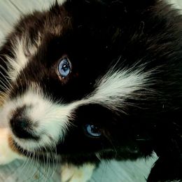 DAPHNE (Purple) - Black tri female Miniature Australian Shepherd puppy in Norwood, Missouri from Looney Farm’s Toy & Mini Aussies