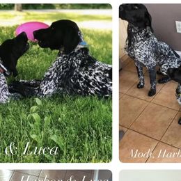 German Shorthaired Pointers from Secret Garden Pointers