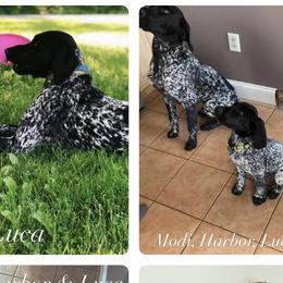 German Shorthaired Pointers from Secret Garden Pointers
