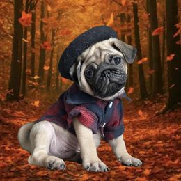 Pug Puppies from Lisa's Pugalicious Pugs