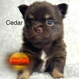 Chihuahua Puppies from Sunset Eves Chihuahuas