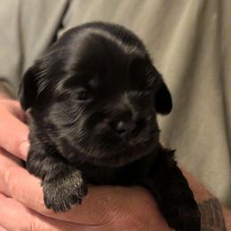 Michael - Black male Lhasa Apso puppy in Fort Worth, Texas from Cynthia's Lhasa Apsos
